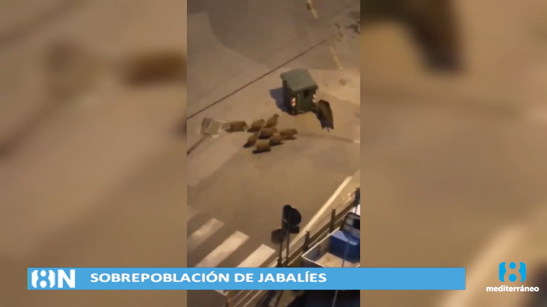 La sobrepoblación de jabalíes afecta a numerosos municipios de Castellón