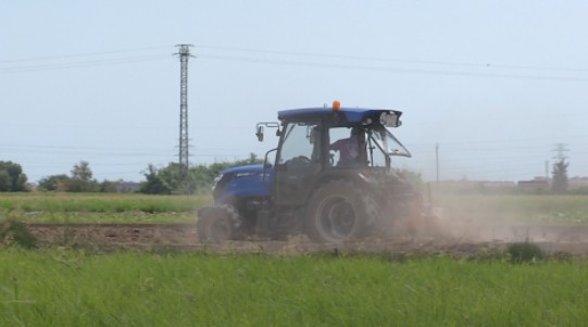 El intenso calor empieza a afectar a la producción de la chufa valenciana 