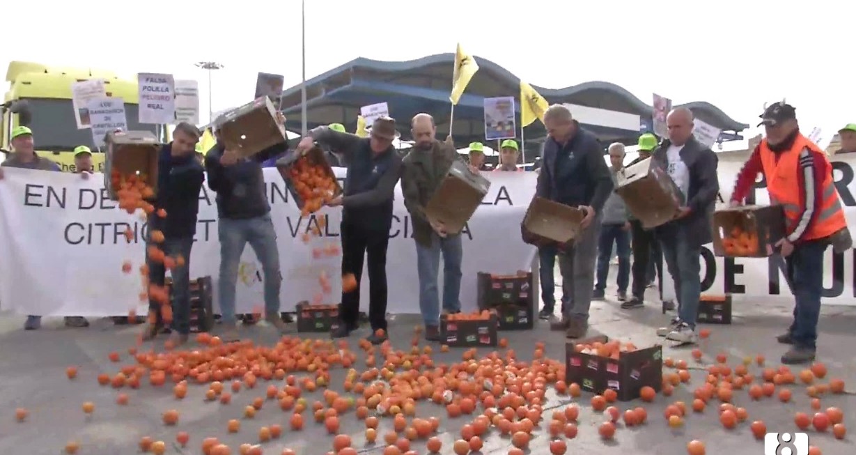 Los agricultores tiran mandarinas en el Puerto de Castellón contra la competencia desleal