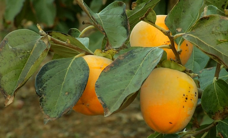 Arranca la temporada del kaki Persimon marcada por el cambio climático