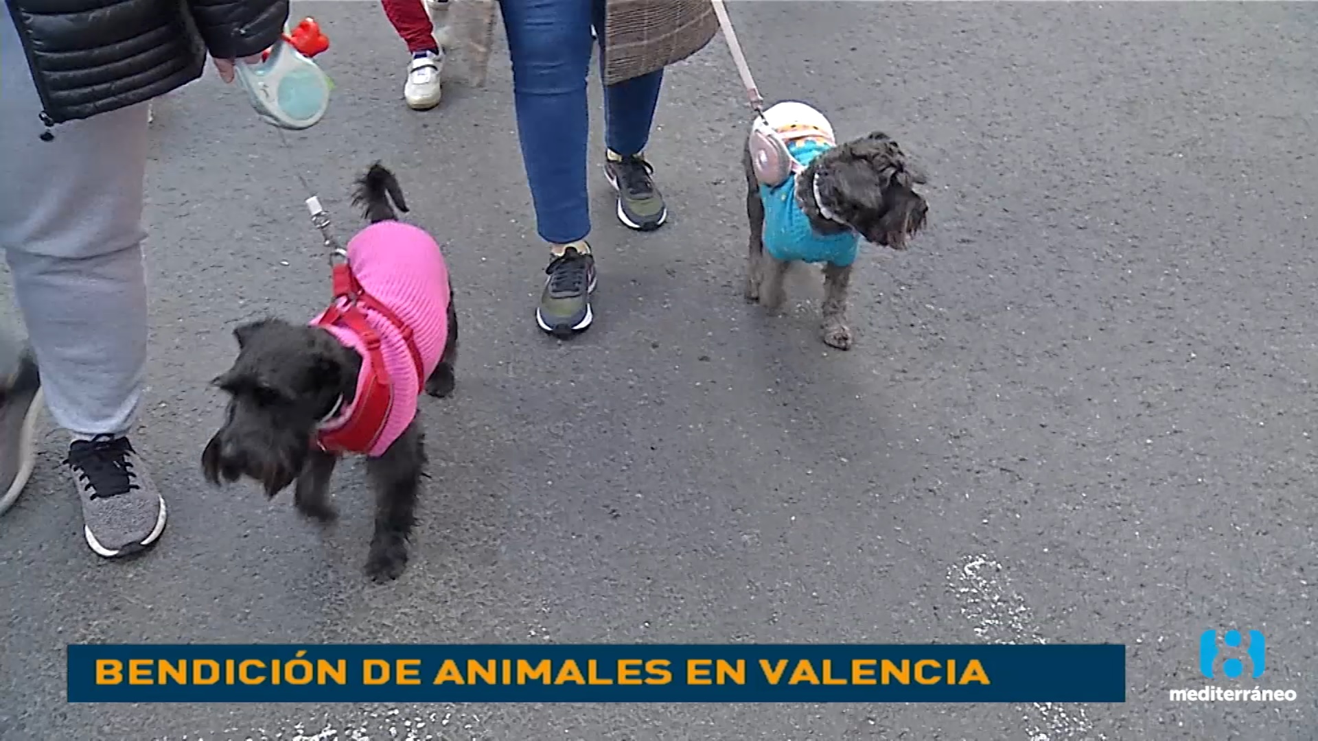Cientos de personas y animales celebran la festividad de San Antonio Abad