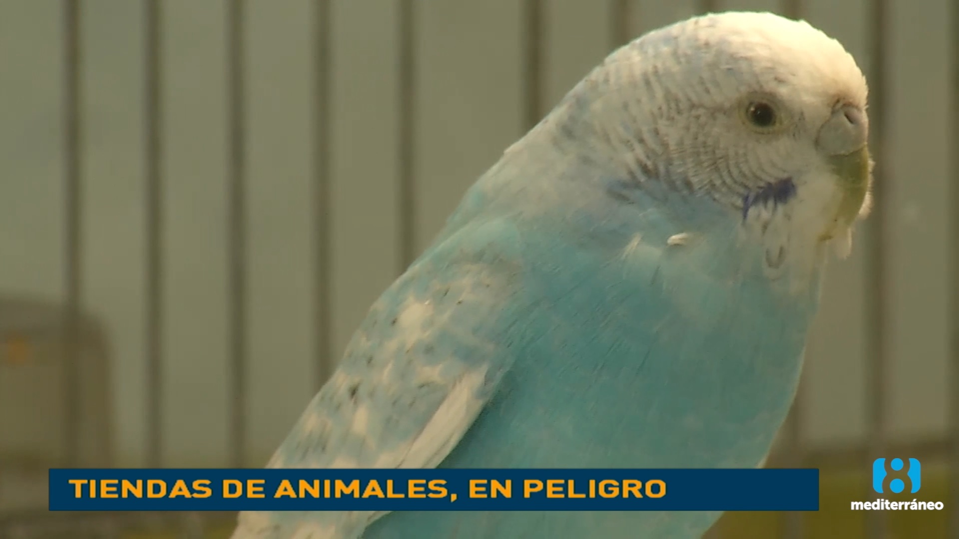 Las tiendas de mascotas, en peligro por la nueva ley de protección animal