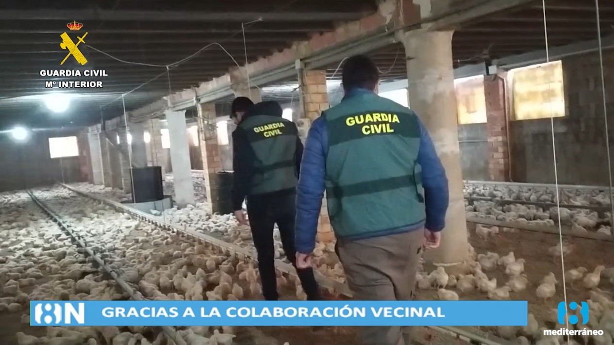 Investigan a los autores del robo de cobre en seis granjas avícolas de Pinet 