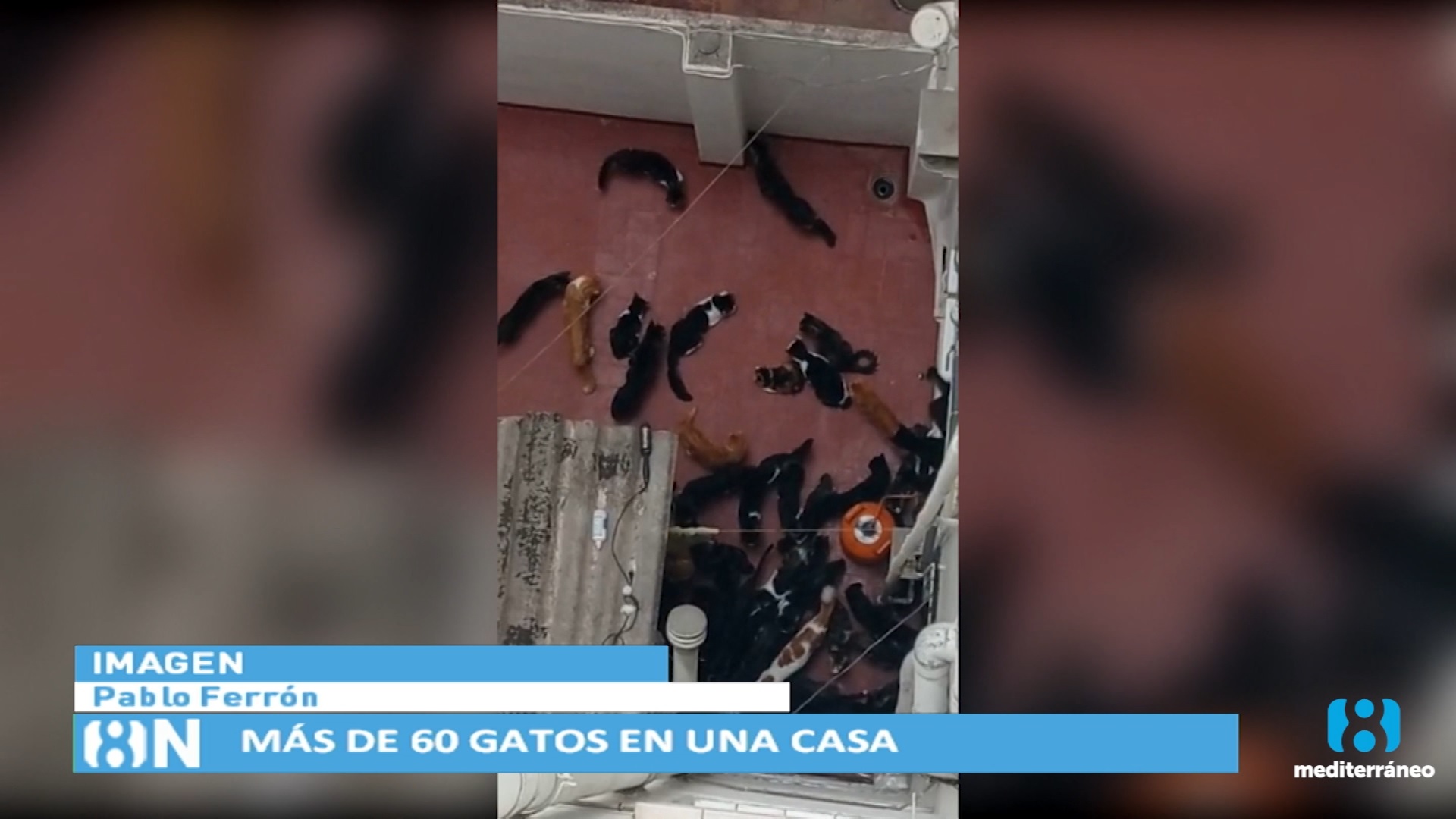 Soledad: 60 gatos y denunciada por sus vecinos por insalubridad y malos olores
