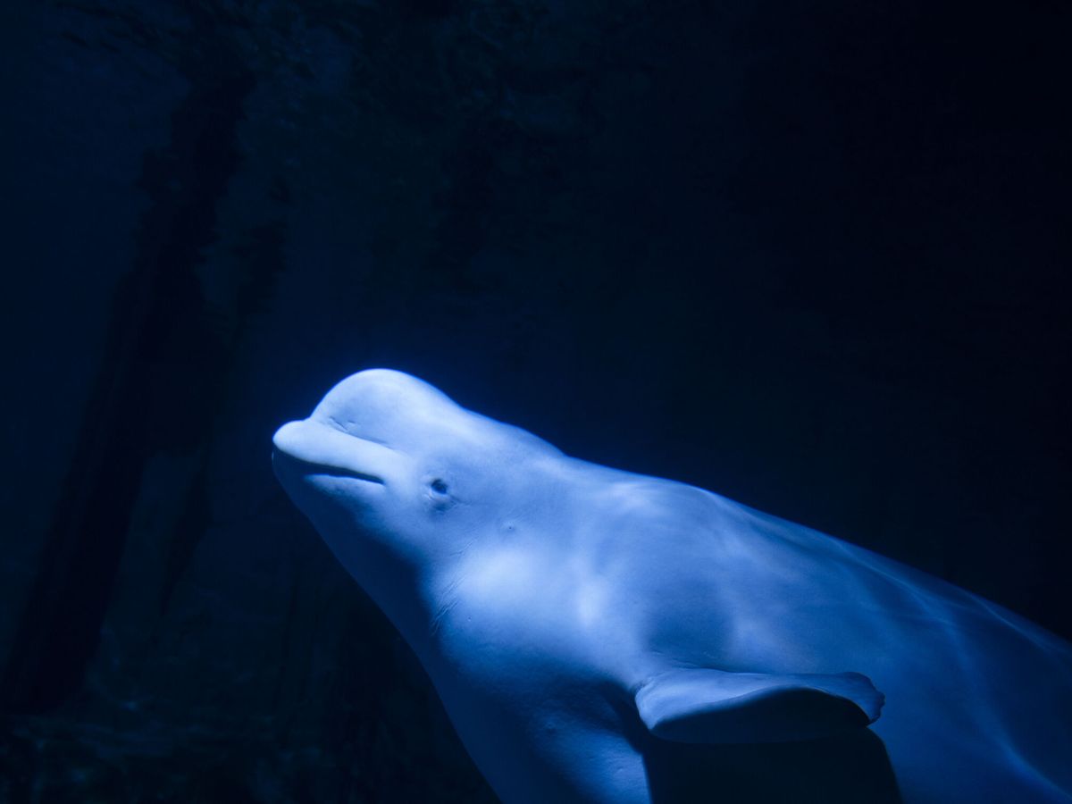 Las belugas ucranianas se integran satisfactoriamente  en el Oceanogràfic