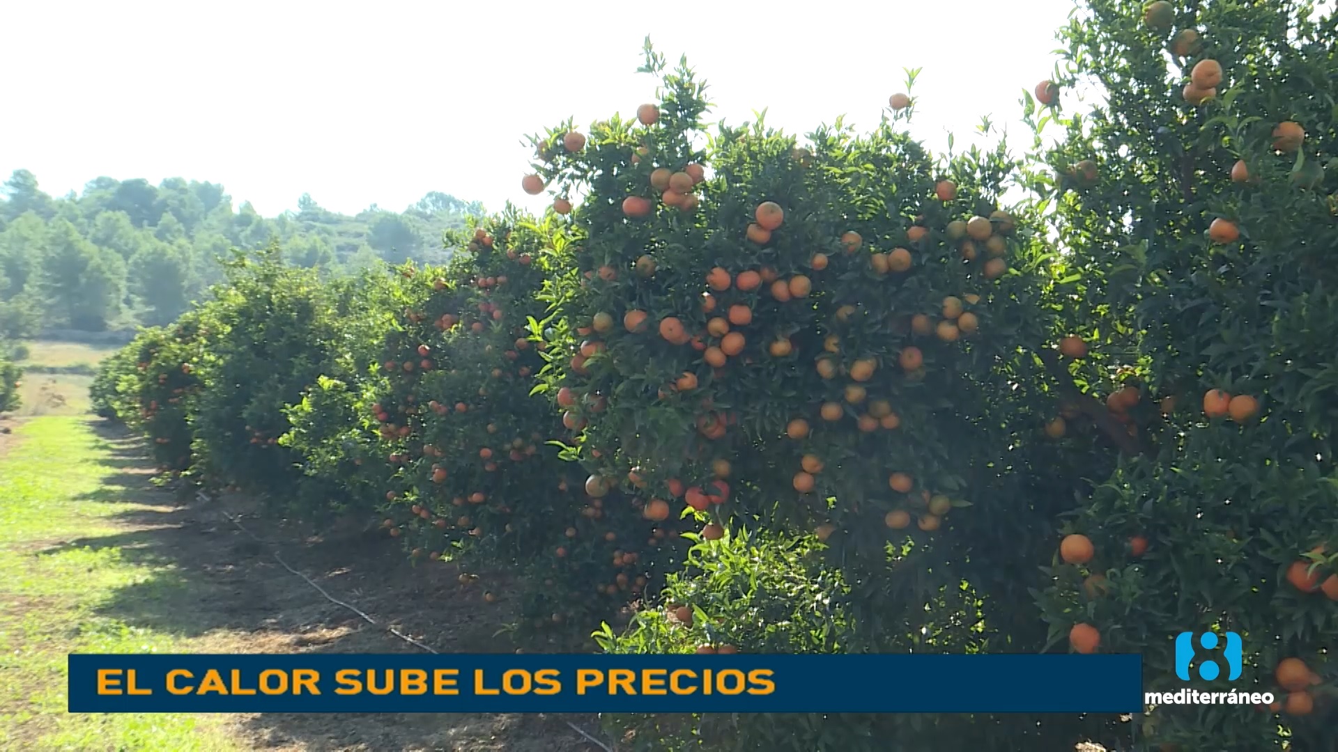 El calor y la crisis harán que aumente el precio de los productos del campo