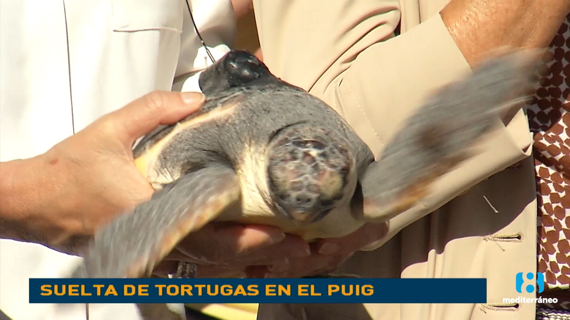 Las tortugas de El Puig vuelven al mar