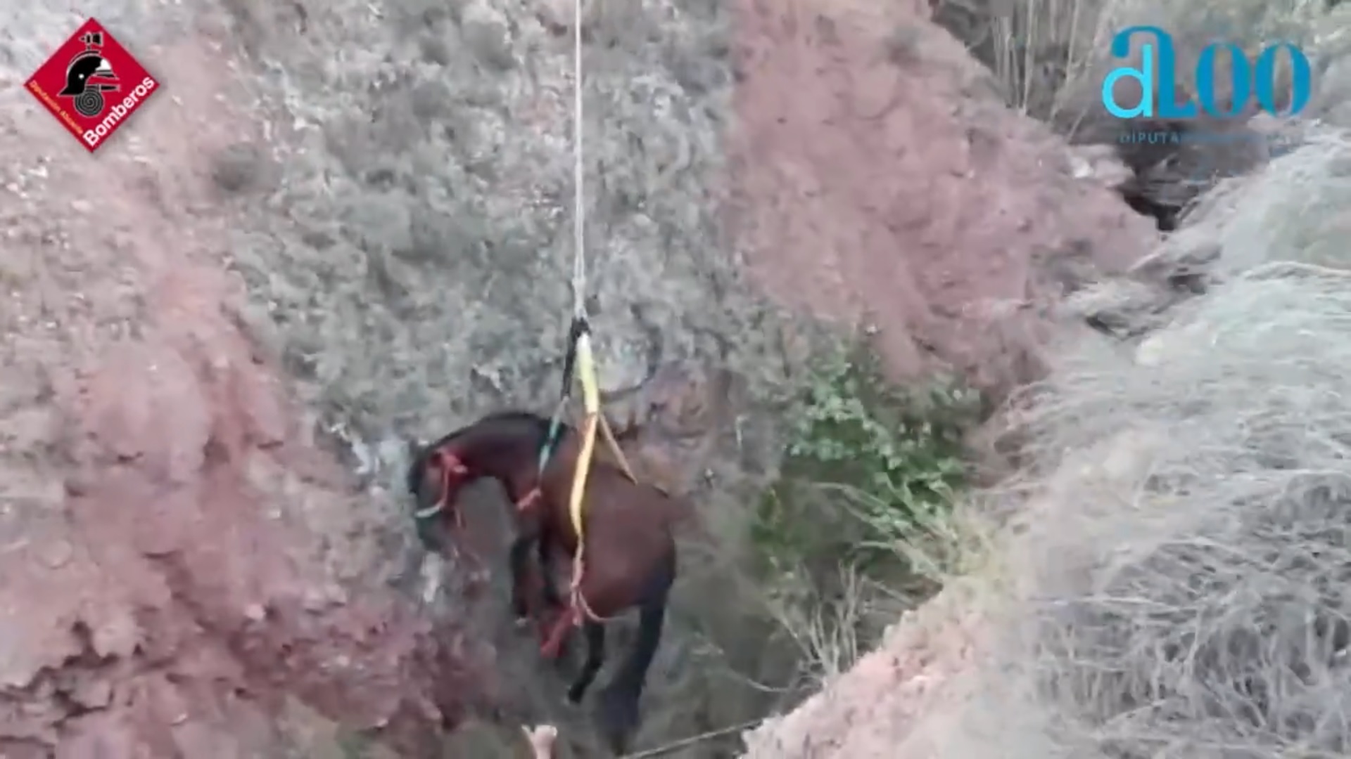 Rescatada una yegua que quedó atrapada en una zanja en Alicante