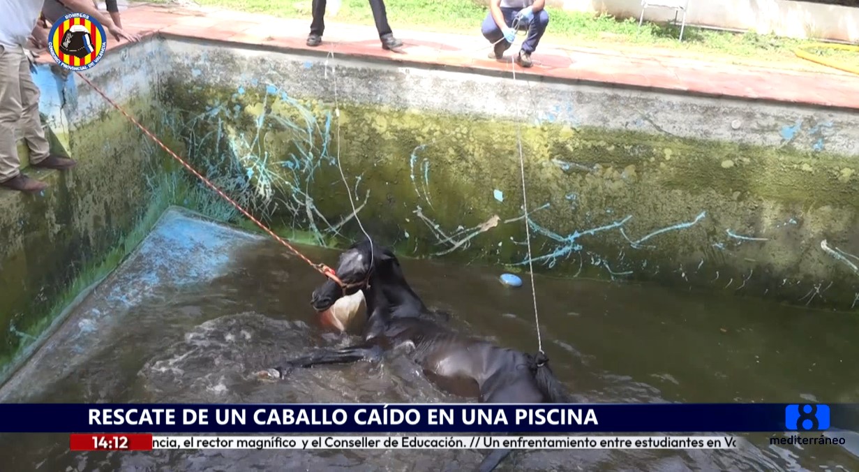 Rescatan a un caballo que había caído a una piscina en Bétera