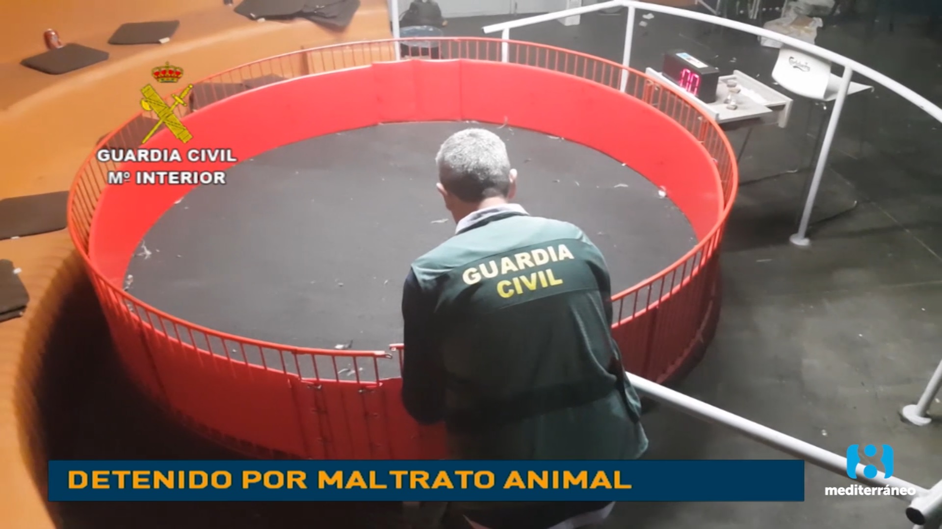 Detenido un veterinario por cortar ilegalmente crestas a más de 4.000 gallos para peleas