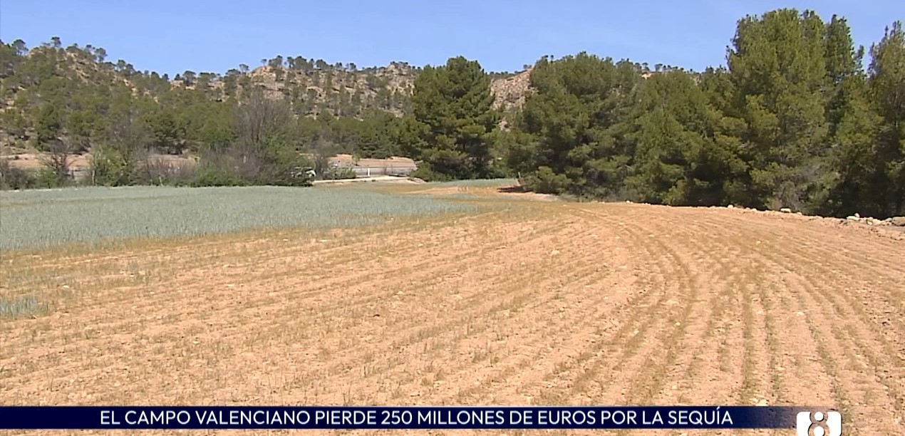 AVA advierte que la sequía causa pérdidas de 250 millones en la Comunidad Valenciana