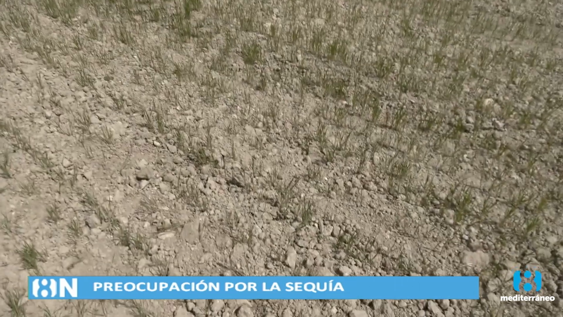 La sequía provoca la peor campaña de cítricos de la última década