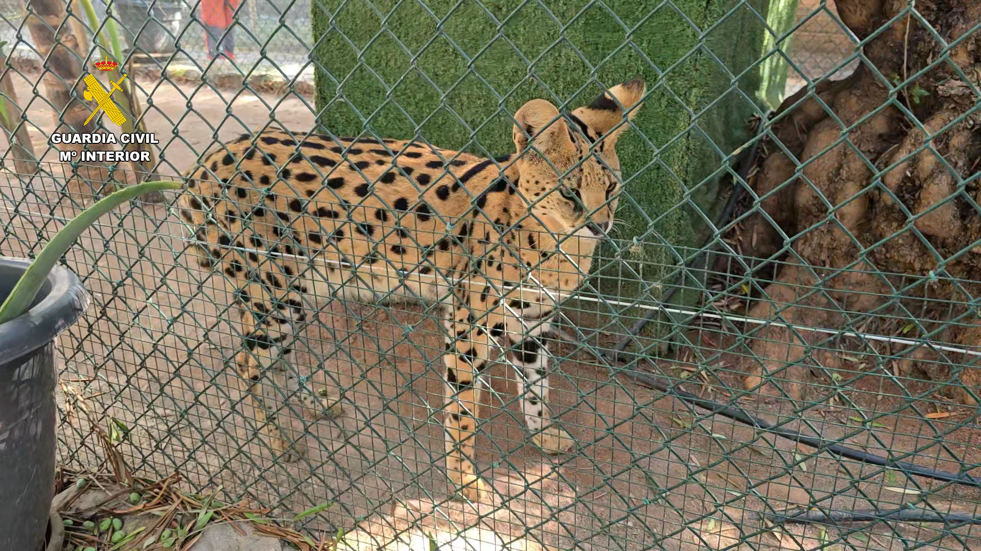 La Guardia Civil desmantela un zoológico ilegal en Nules
