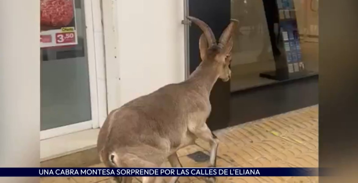 Una cabra montesa sorprende a los vecinos de l'Eliana