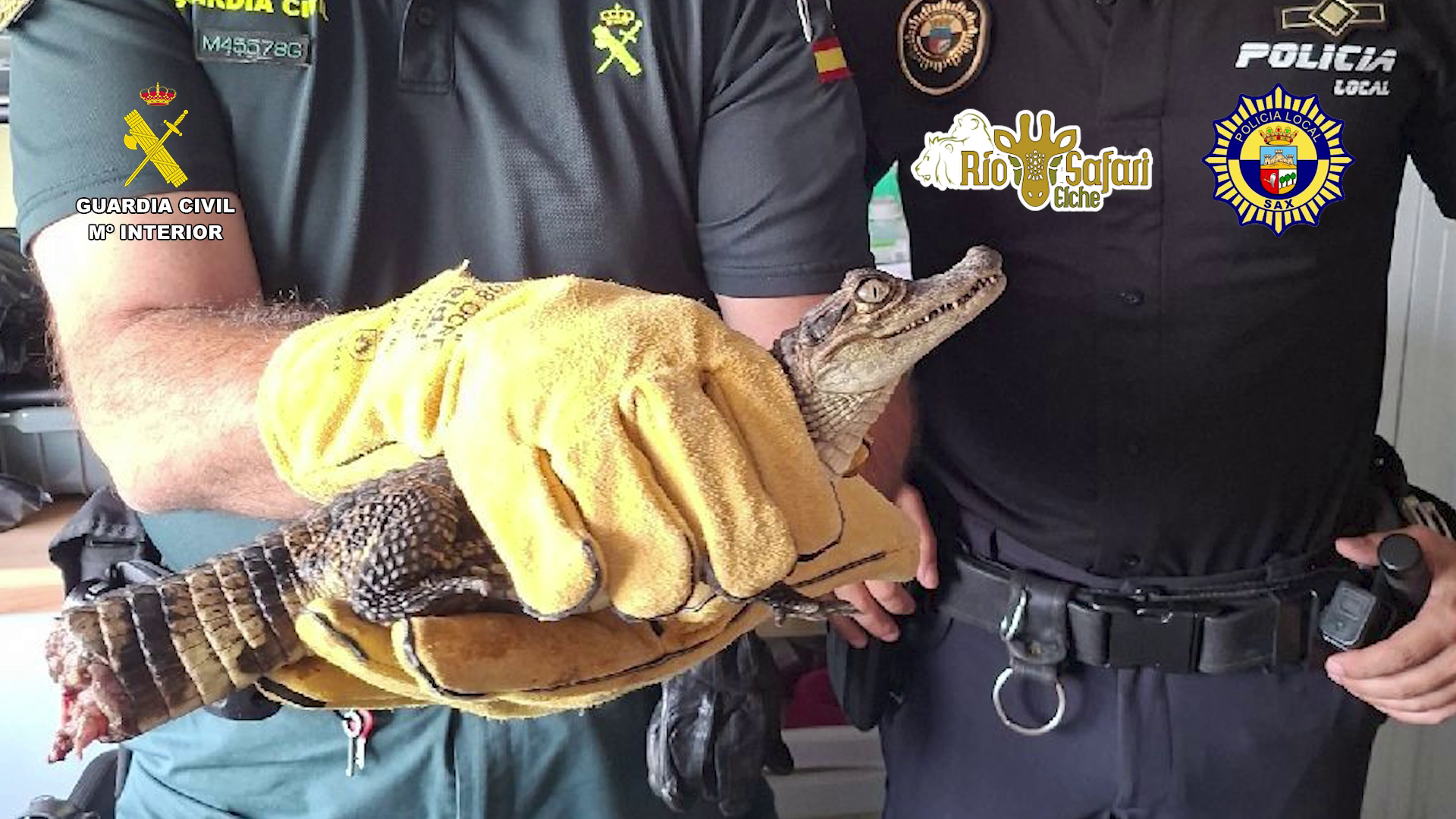 Aparece el caimán que llevaba desaparecido meses en Sax