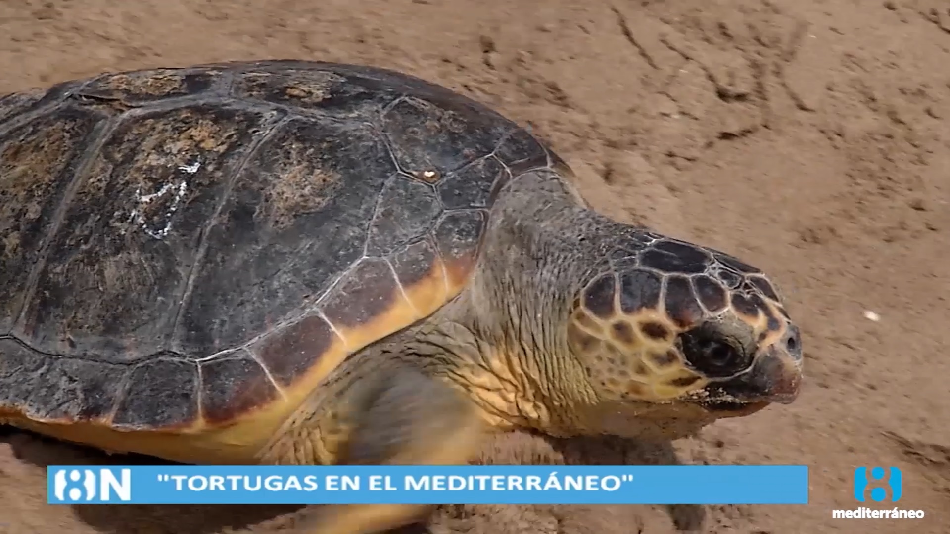 Mestalla vuelve a casa