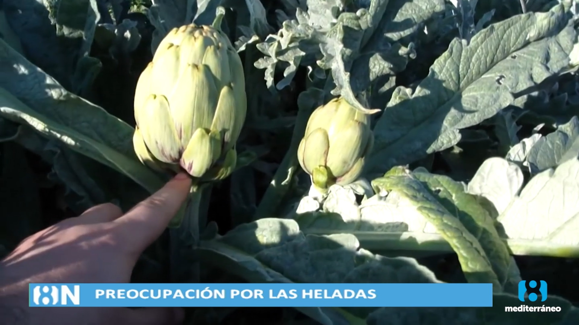 Preocupación en el campo por los daños que pueden causar las heladas 