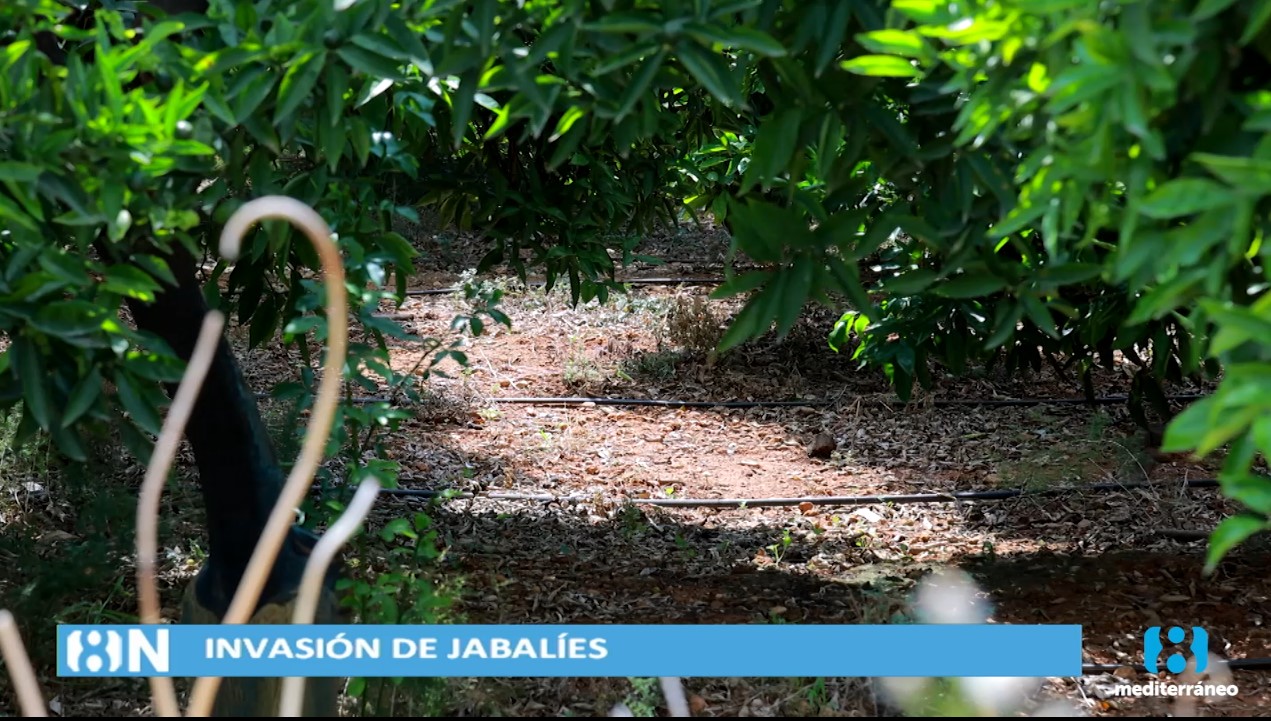 Crece la población de garrapatas en los campos debido al aumento de fauna salvaje