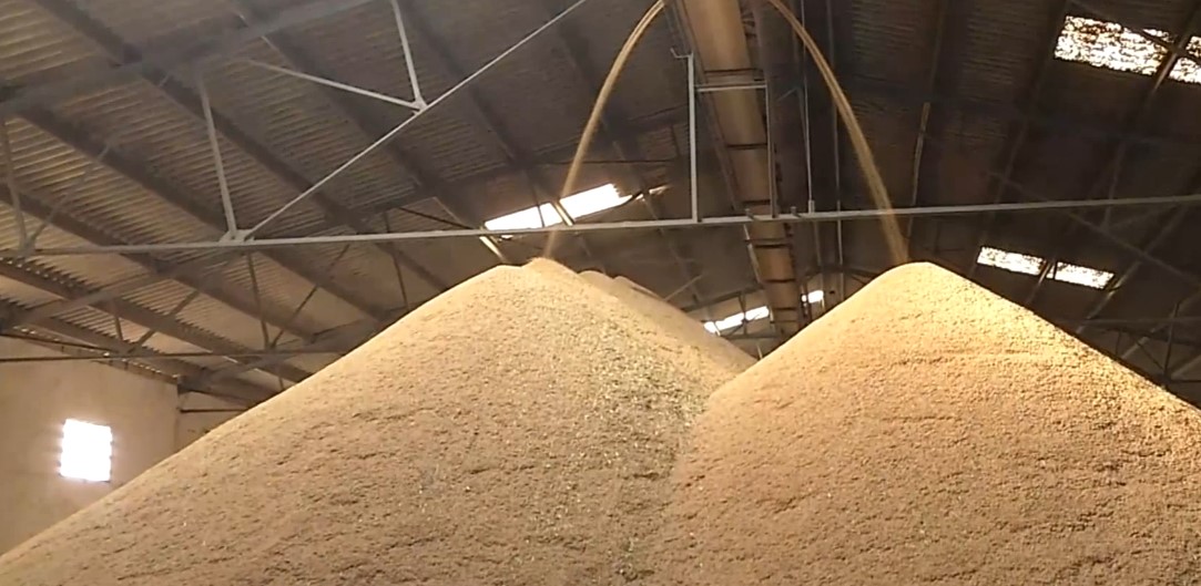Proceso de la siega del arroz: este año, una de las cosechas más difíciles y tempranas