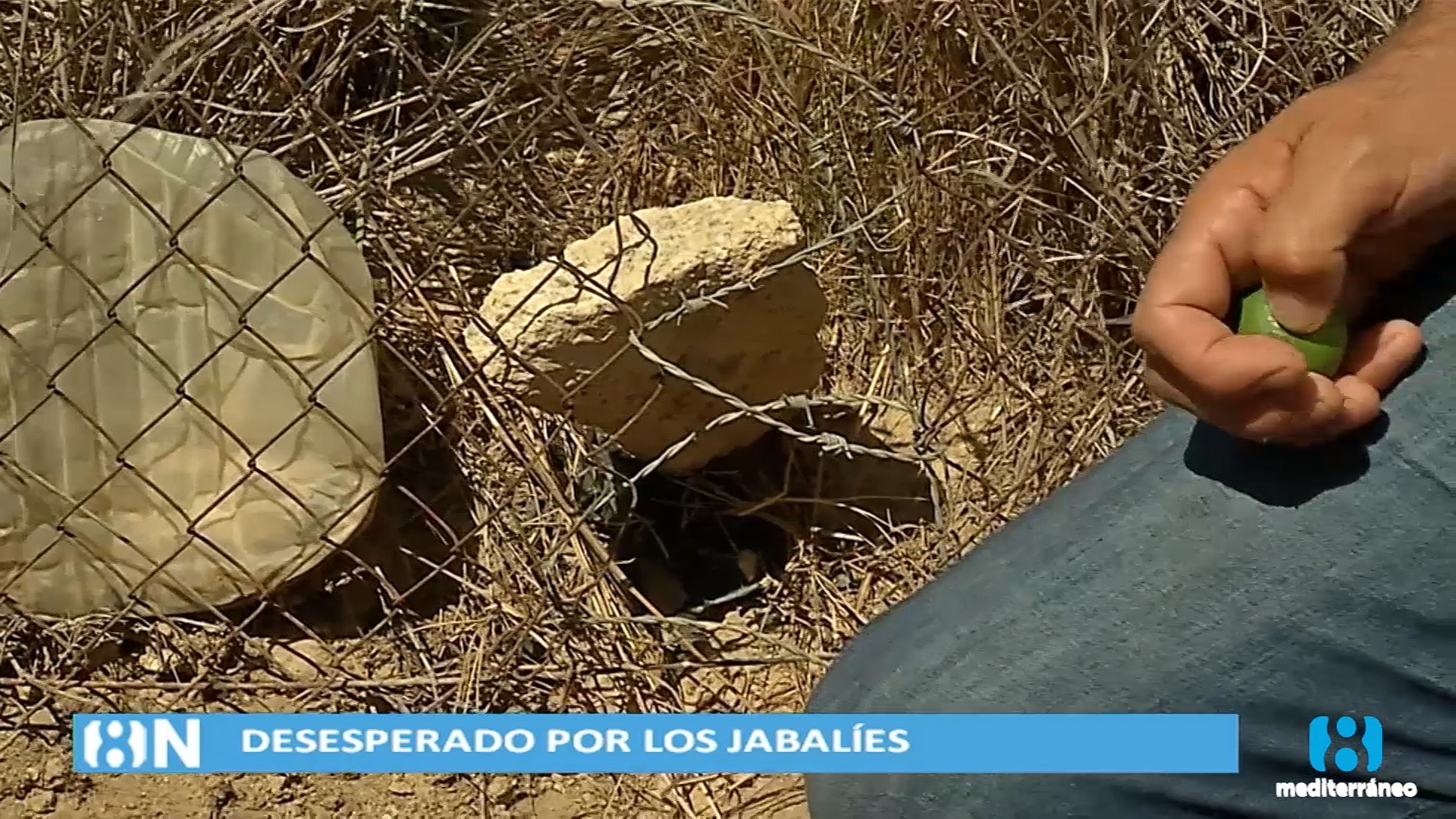 Los agricultores de Picassent, hartos de los jabalíes: 