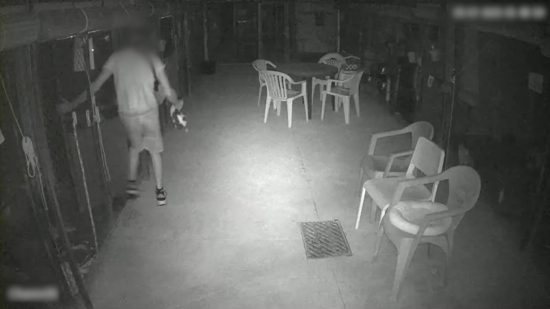 Un joven asalta una protectora para robar gatos y matar uno en la Marina Alta