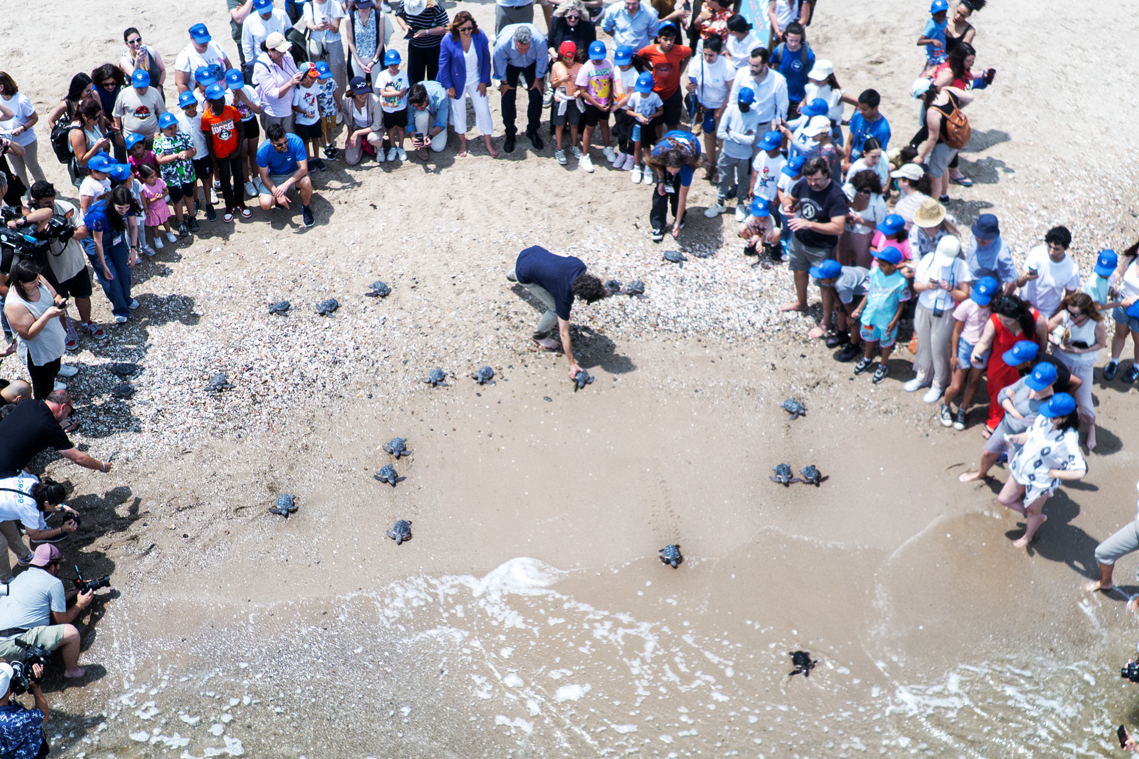 Entran al mar las 21 tortugas nacidas del nido de Valencia del año pasado