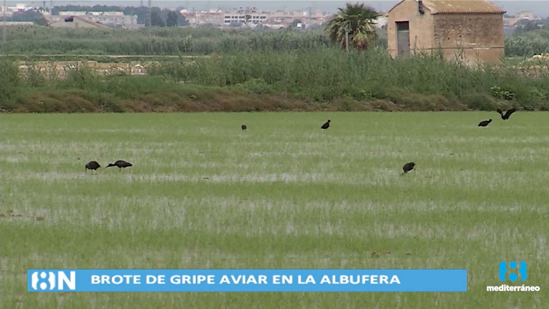 Detectan un brote de gripe aviar en Valencia limitado a aves acuáticas
