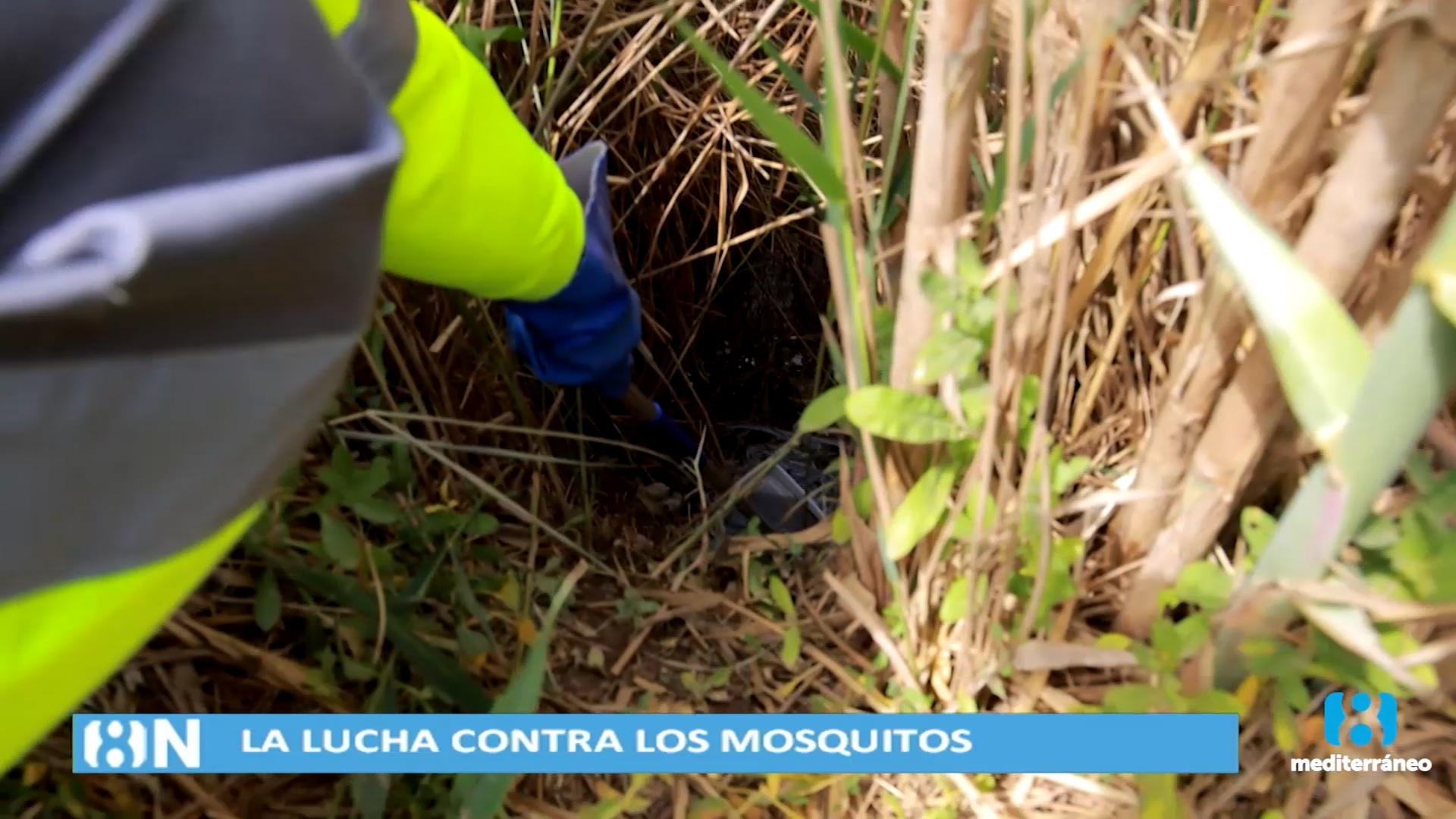 Castellón lucha contra la plaga de mosquitos 
