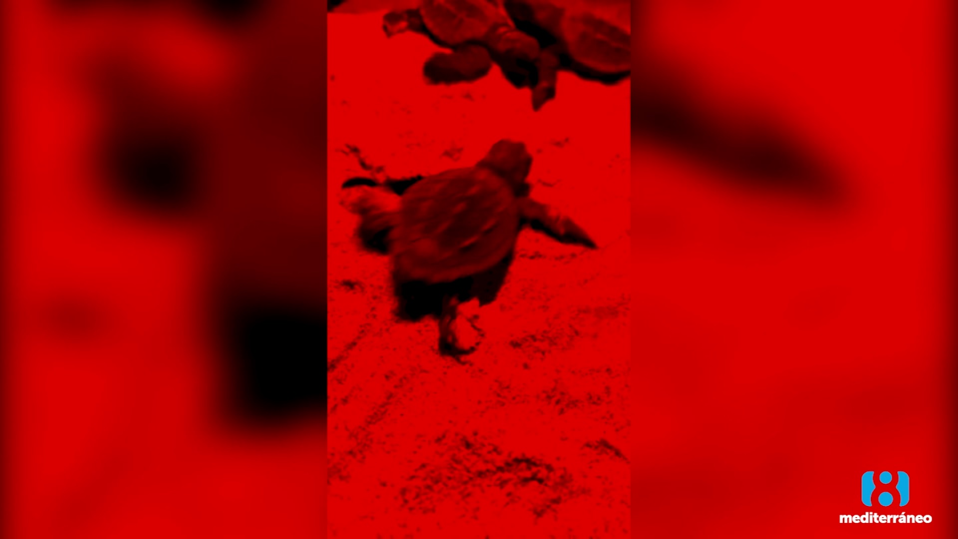 Nacen las primeras 62 tortugas marinas de la temporada en la Comunidad Valenciana